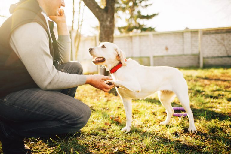 how-to-become-a-service-dog-trainer-in-2022-salary